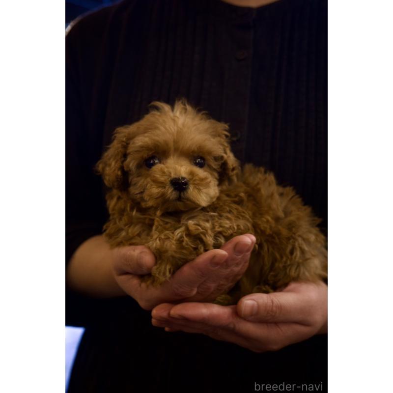 販売中の岡山県のポメプー:ポメラニアン×トイプードル-433156の2枚目