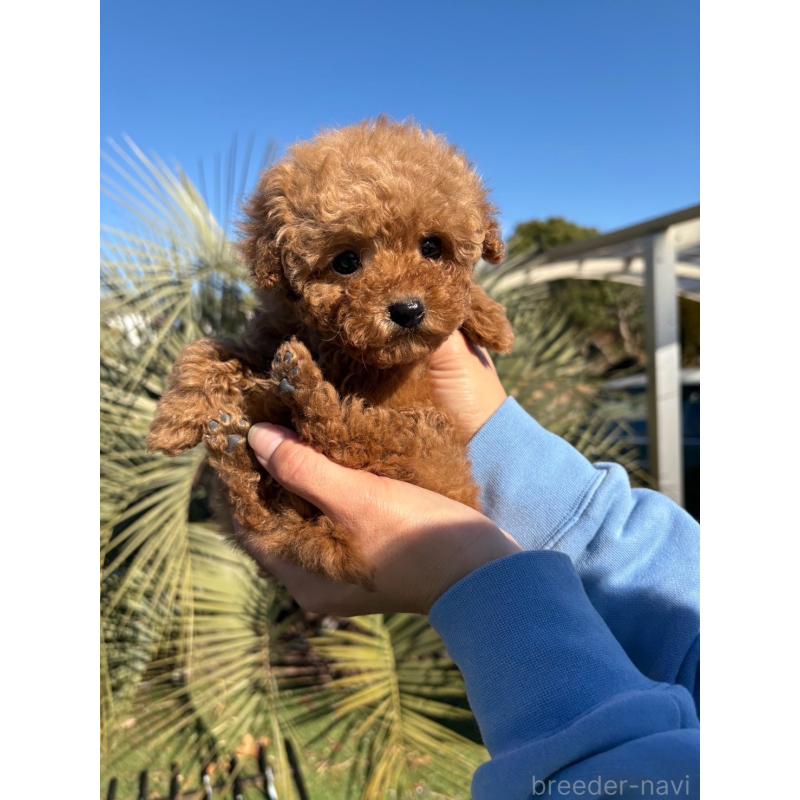 販売中の千葉県のティーカッププードル-438553の4枚目