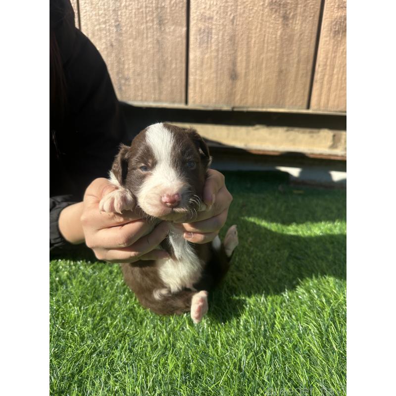 販売中の群馬県のボーダーコリー-438555