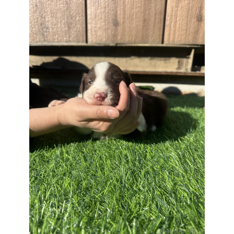 販売中の群馬県のボーダーコリー-438555の5枚目