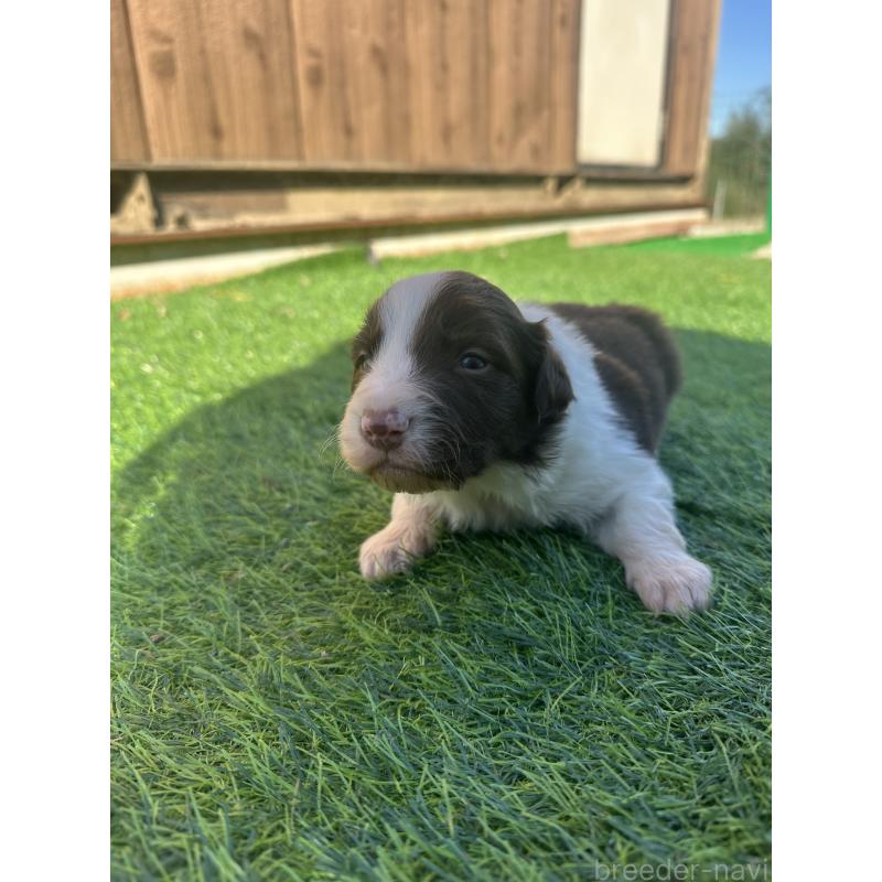 販売中の群馬県のボーダーコリー-438555の4枚目