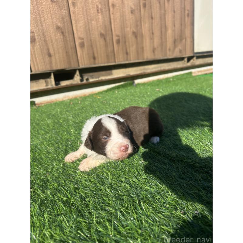 販売中の群馬県のボーダーコリー-438555の3枚目