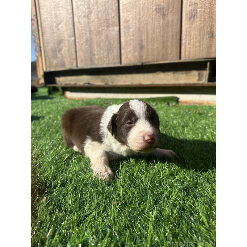 販売中の群馬県のボーダーコリー-438555の2枚目