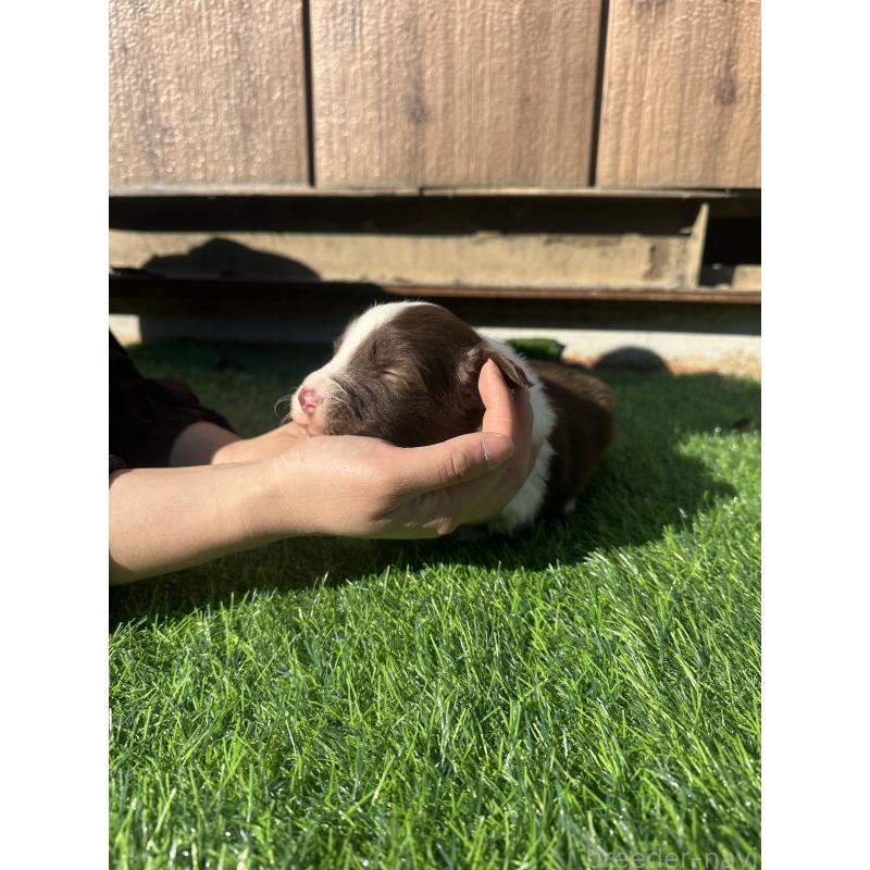 販売中の群馬県のボーダーコリー-438555の1枚目