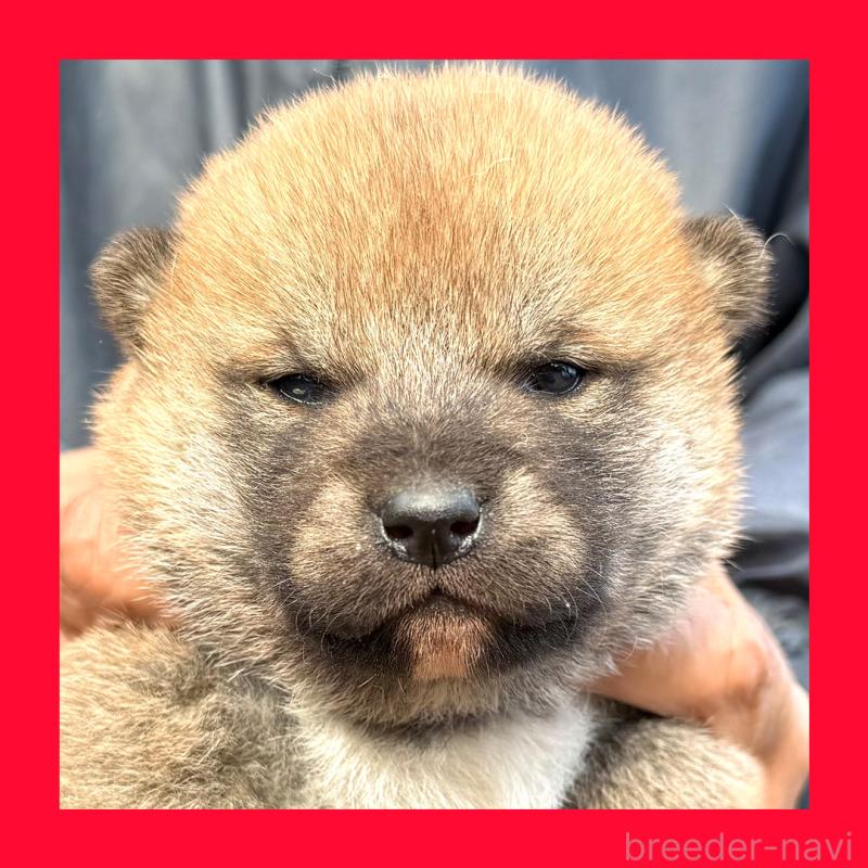 販売中の愛知県の柴犬-438556