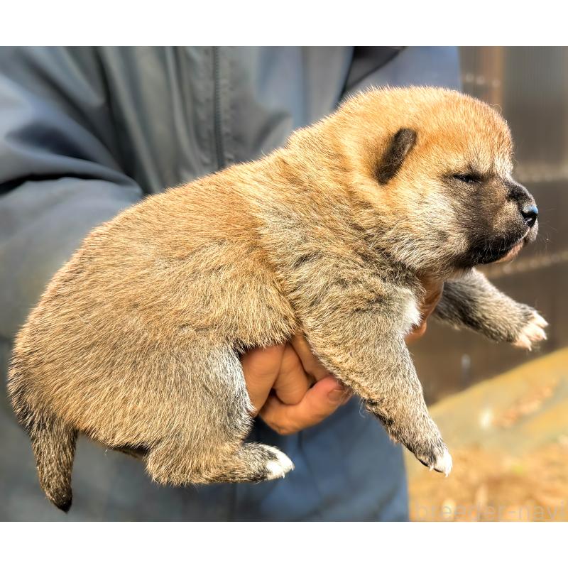 販売中の愛知県の柴犬-438556の3枚目