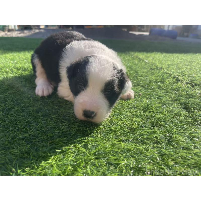 販売中の群馬県のボーダーコリー-438557の6枚目