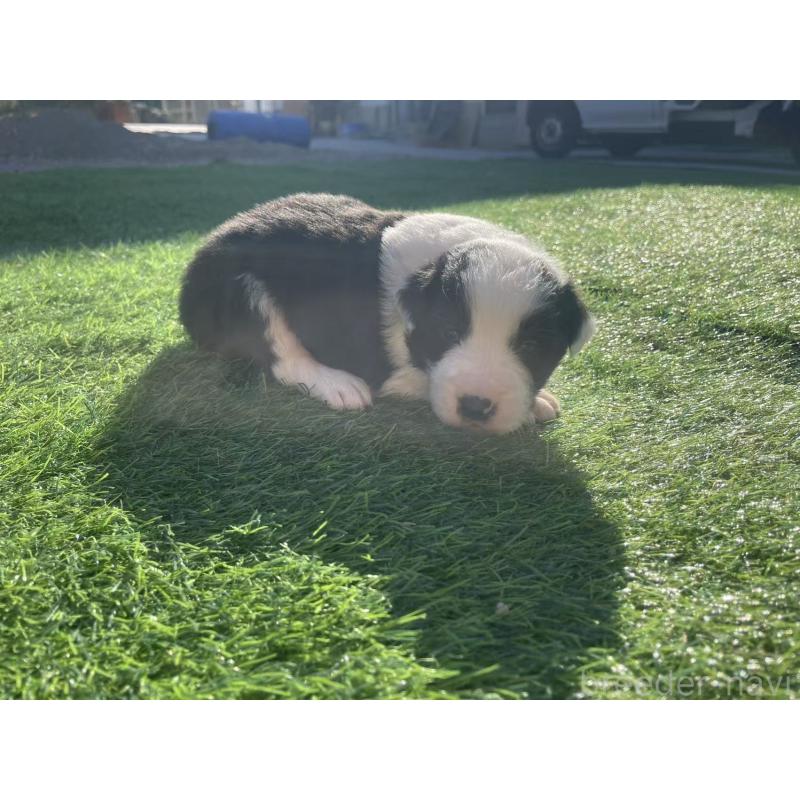 販売中の群馬県のボーダーコリー-438557の5枚目