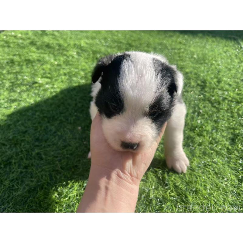 販売中の群馬県のボーダーコリー-438557の4枚目