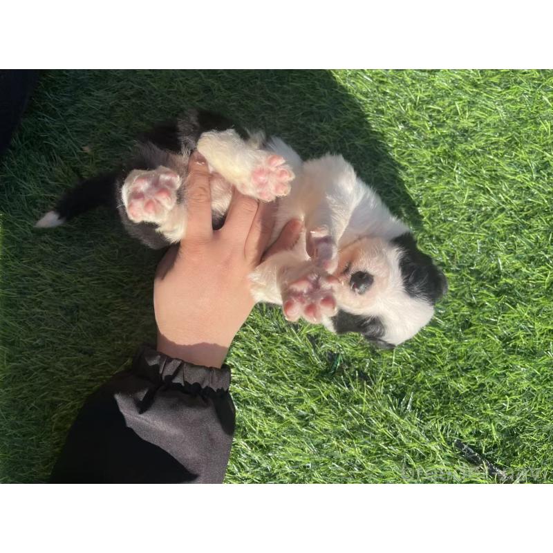 販売中の群馬県のボーダーコリー-438557の3枚目