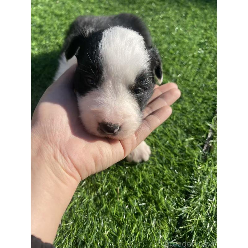 販売中の群馬県のボーダーコリー-438557の2枚目