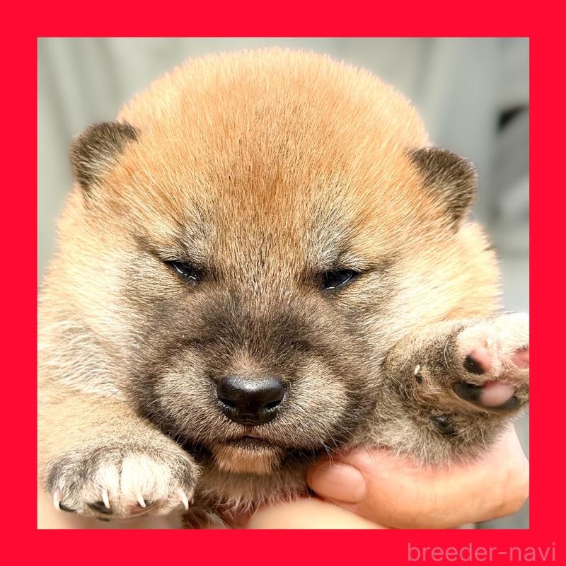 販売中の愛知県の柴犬-438558