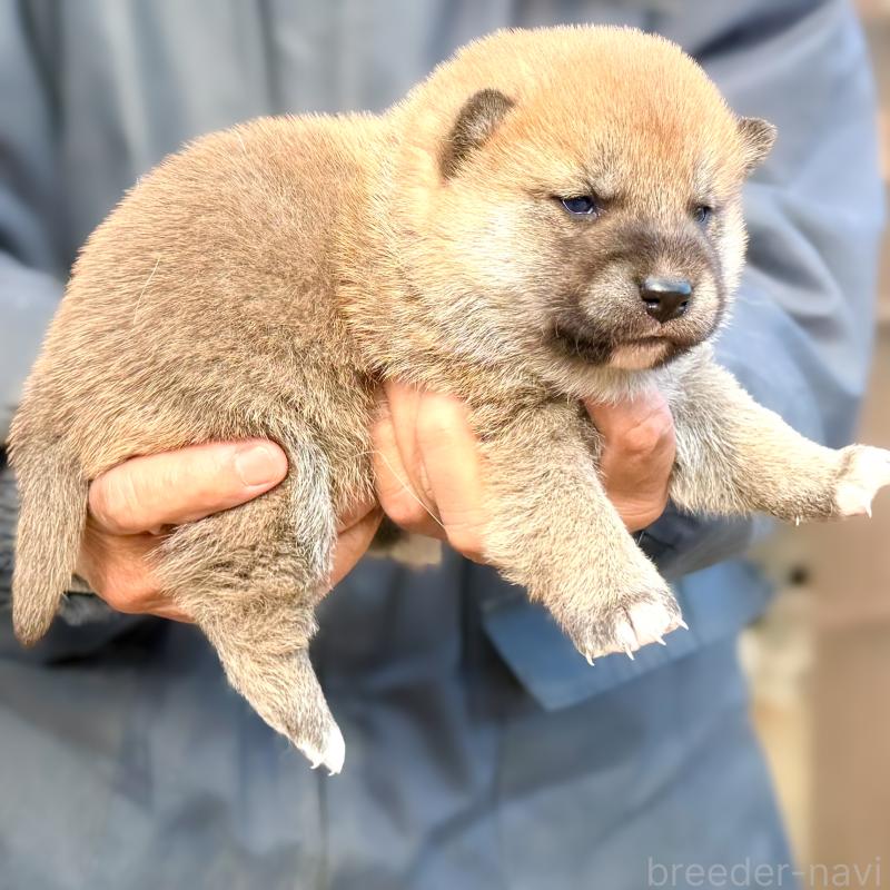 販売中の愛知県の柴犬-438558の3枚目