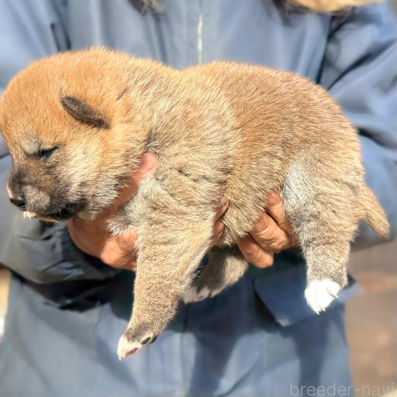販売中の愛知県の柴犬-438558の2枚目