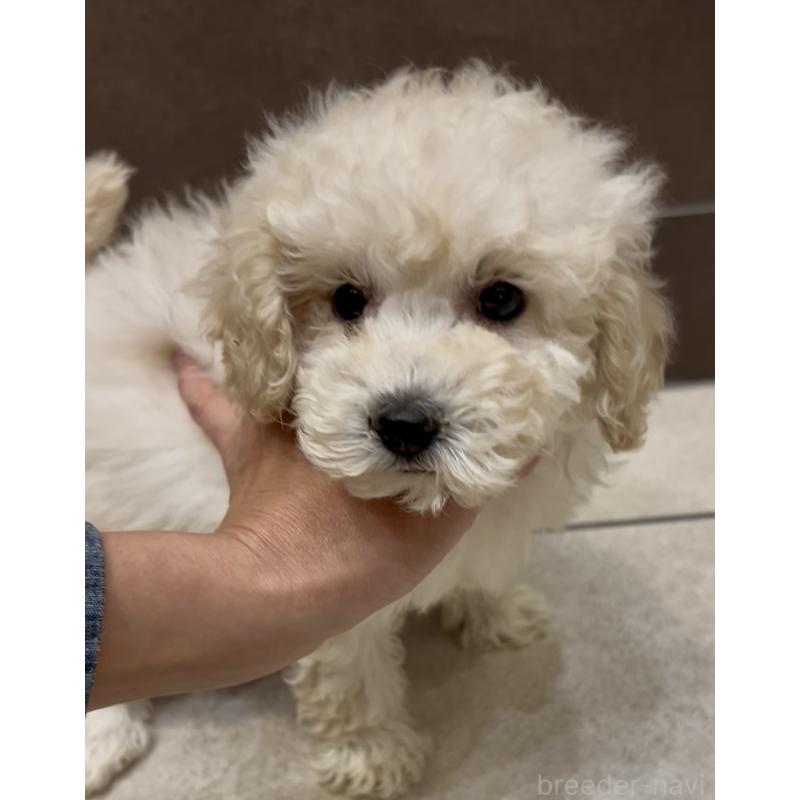 販売中の奈良県のミニチュアプードル-438496の9枚目