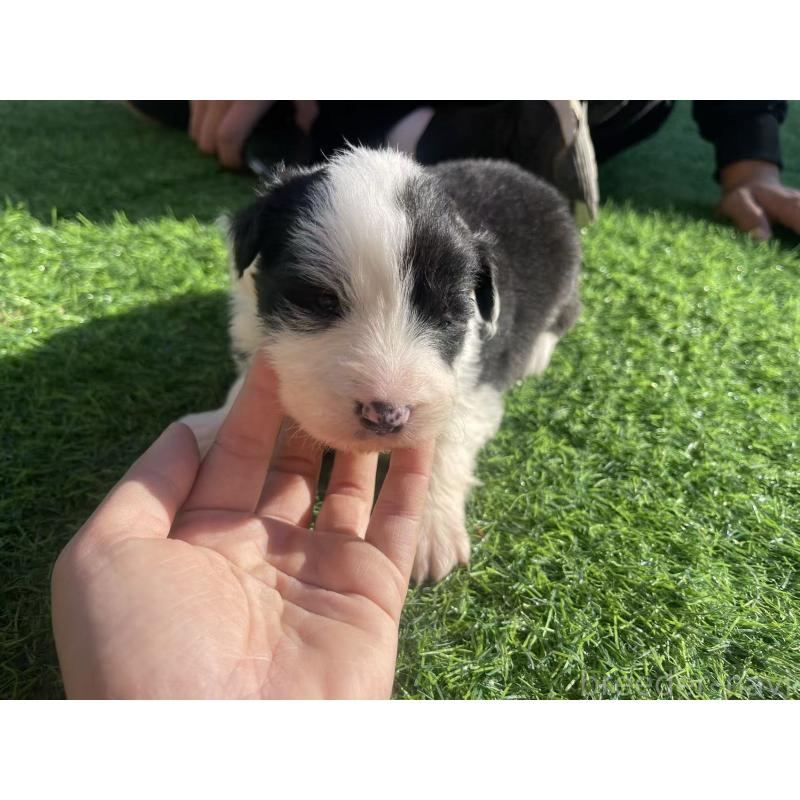 販売中の群馬県のボーダーコリー-438559の5枚目