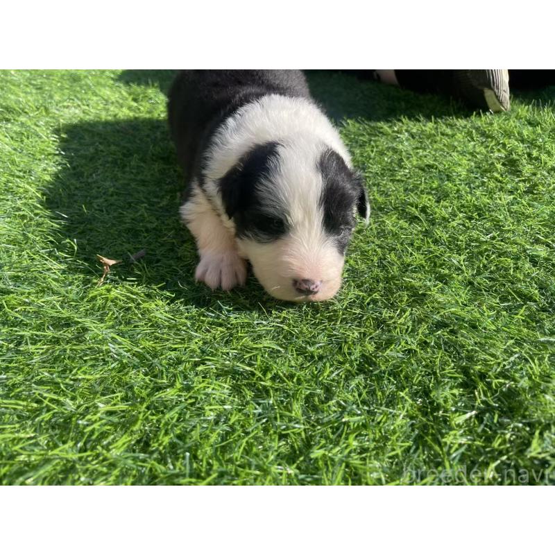 販売中の群馬県のボーダーコリー-438559の4枚目