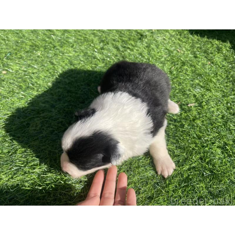 販売中の群馬県のボーダーコリー-438559の3枚目