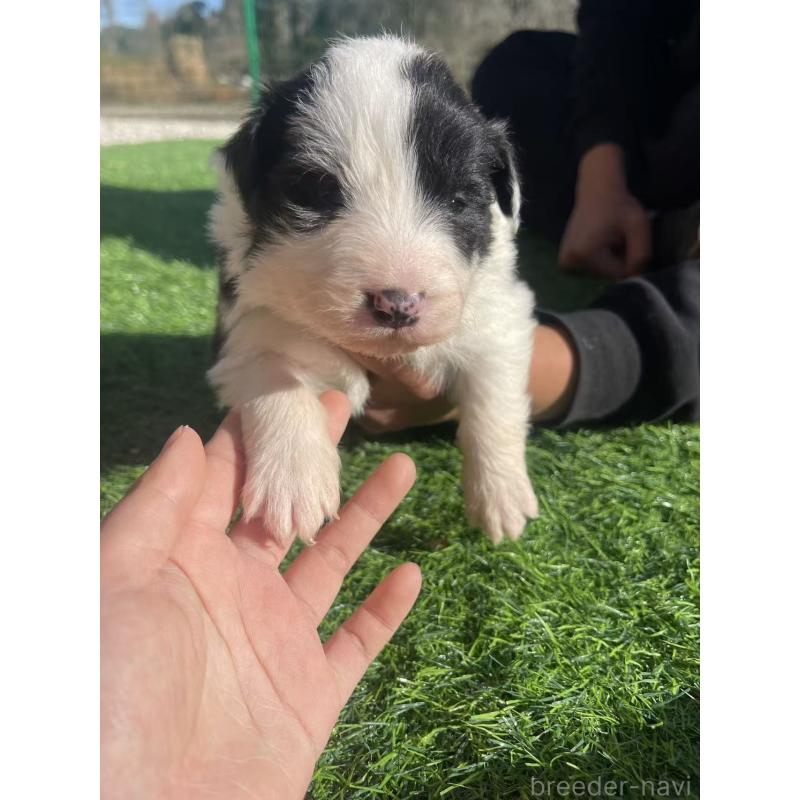 販売中の群馬県のボーダーコリー-438559の2枚目