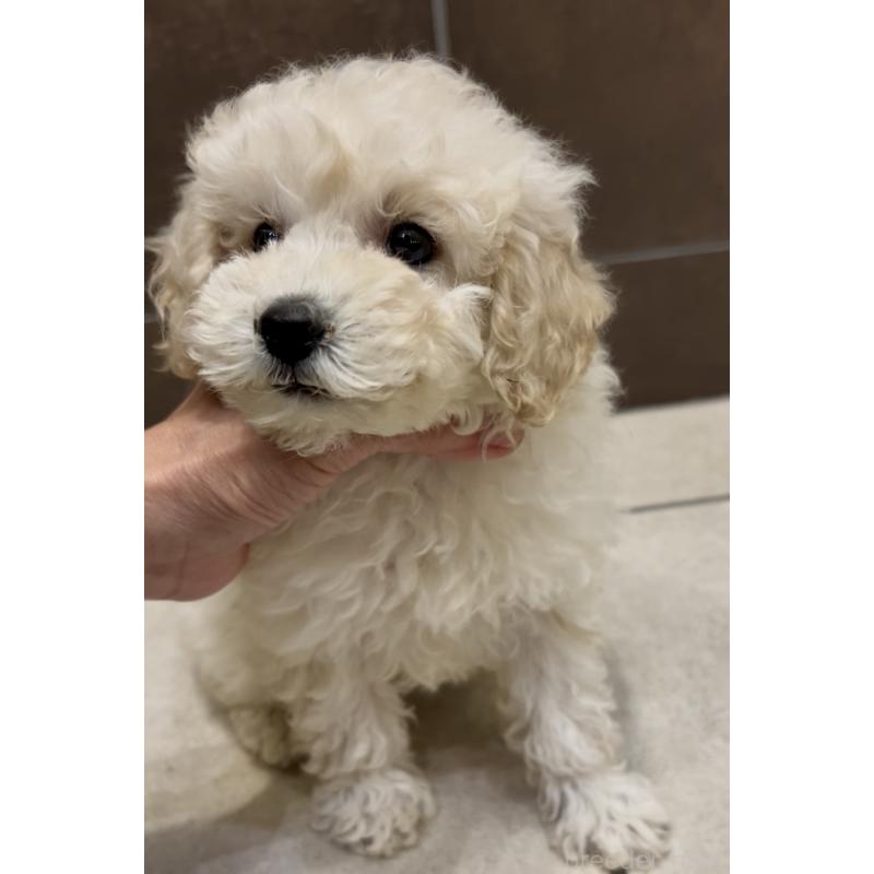販売中の奈良県のミニチュアプードル-438496の3枚目