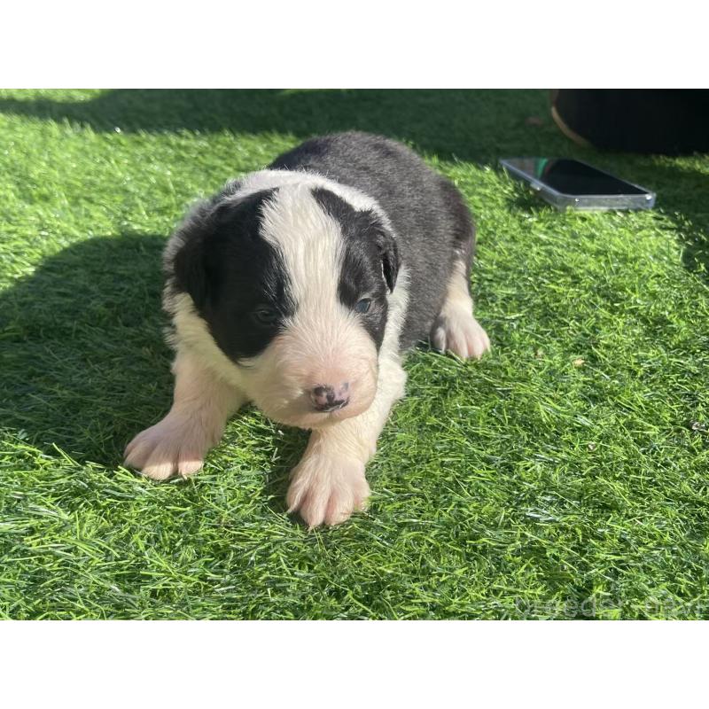 販売中の群馬県のボーダーコリー-438561の4枚目