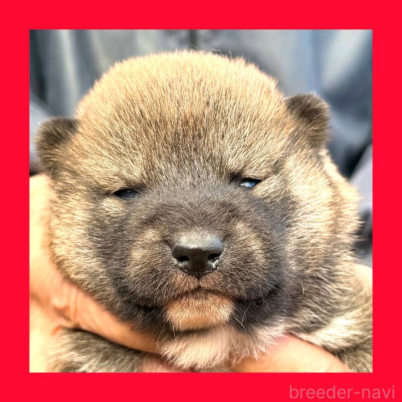 販売中の愛知県の柴犬-438562