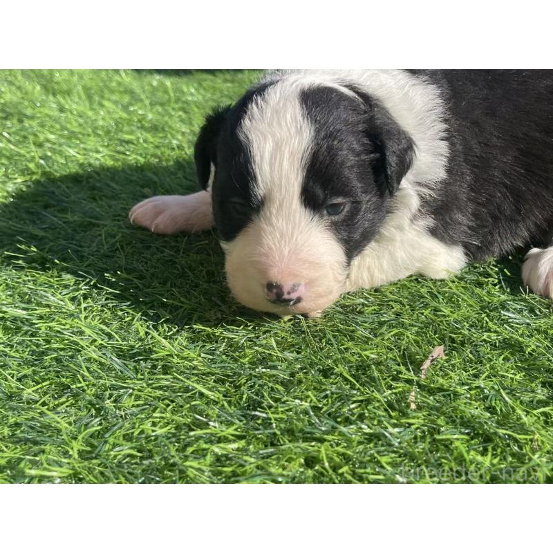 販売中の群馬県のボーダーコリー-438561の3枚目