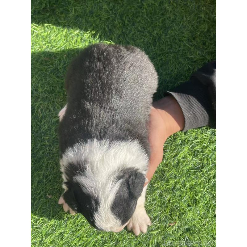 販売中の群馬県のボーダーコリー-438561の2枚目