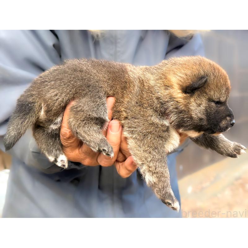 販売中の愛知県の柴犬-438562の3枚目