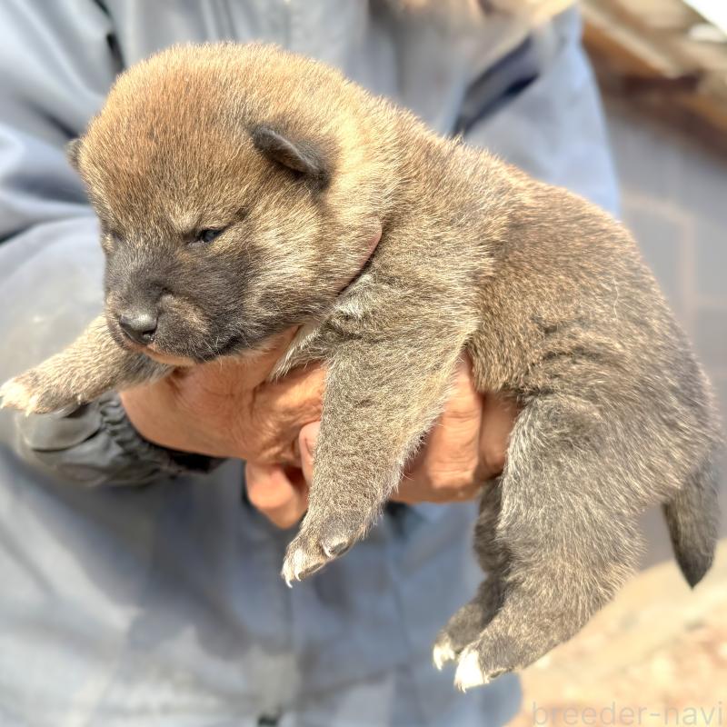 販売中の愛知県の柴犬-438562の2枚目