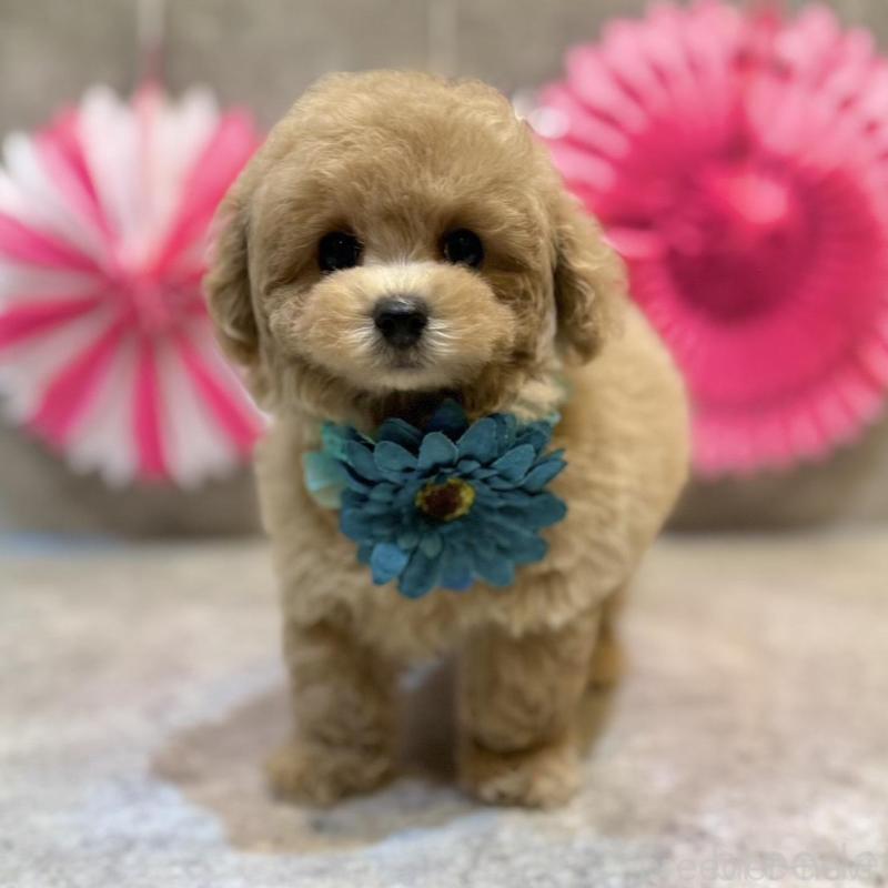 販売中の大阪府のタイニープードル-438563の1枚目