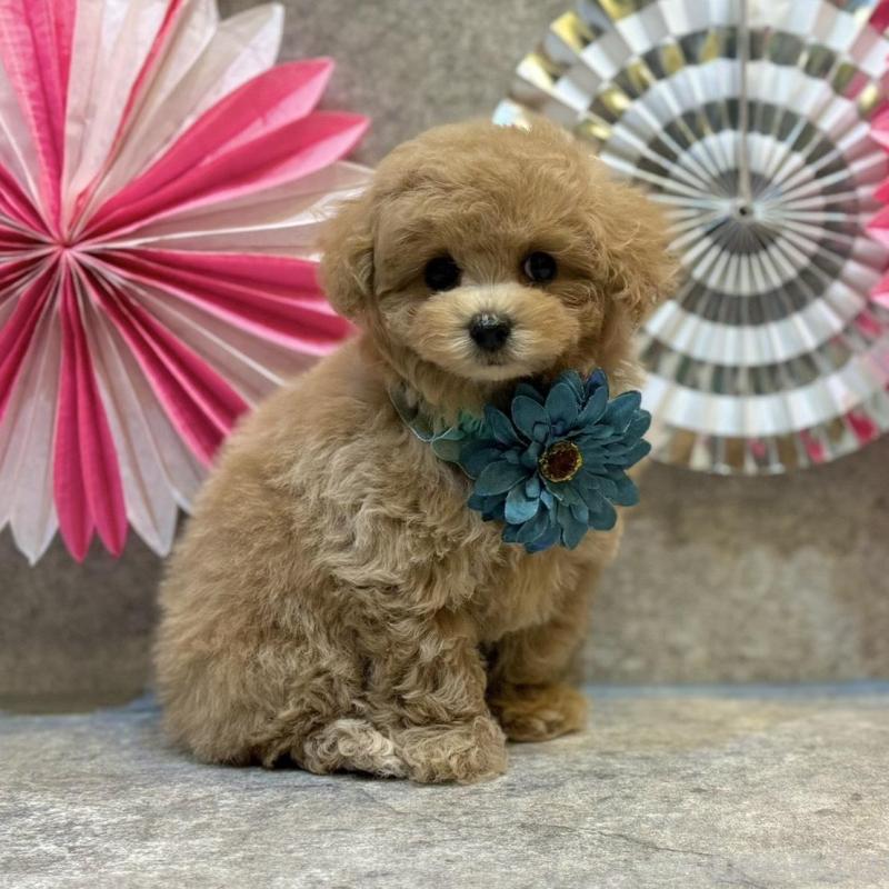 販売中の大阪府のタイニープードル-438563の10枚目