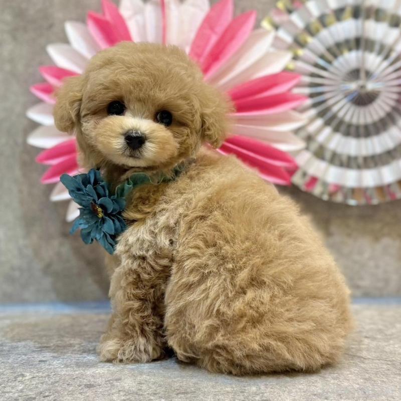 販売中の大阪府のタイニープードル-438563の9枚目