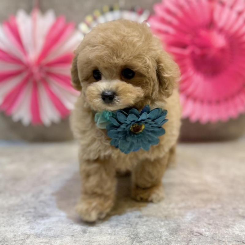 販売中の大阪府のタイニープードル-438563の8枚目