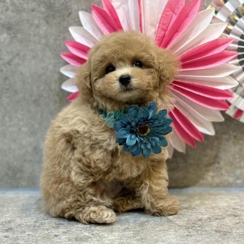 販売中の大阪府のタイニープードル-438563の7枚目