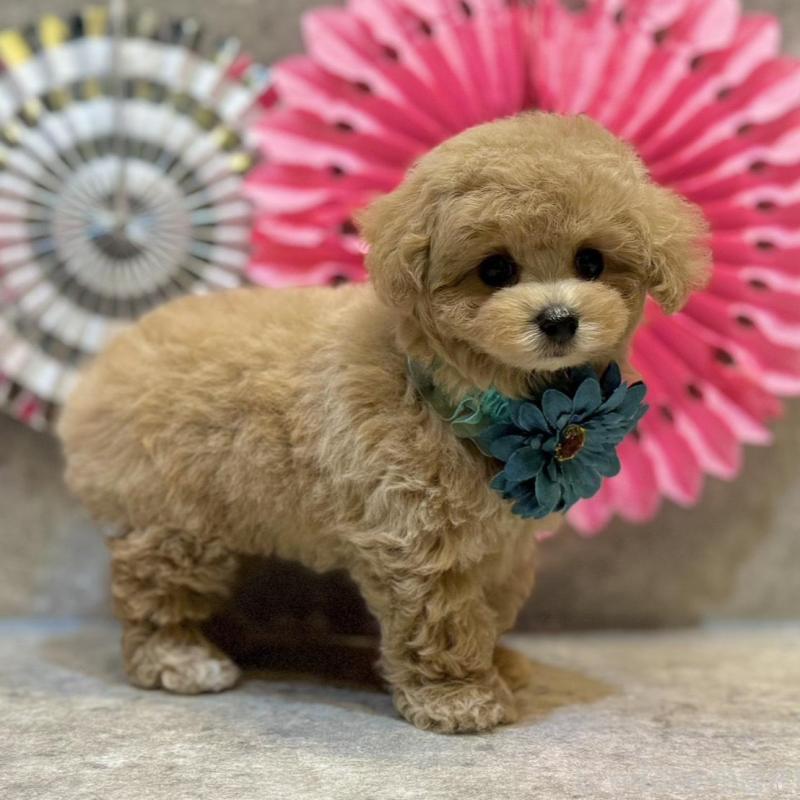 販売中の大阪府のタイニープードル-438563の5枚目