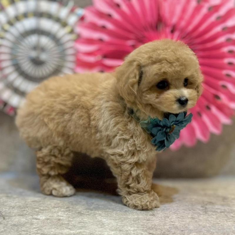 販売中の大阪府のタイニープードル-438563の4枚目