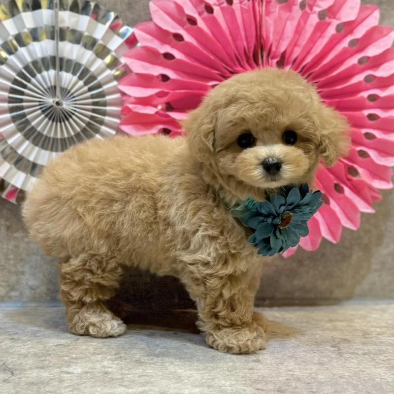 販売中の大阪府のタイニープードル-438563の3枚目