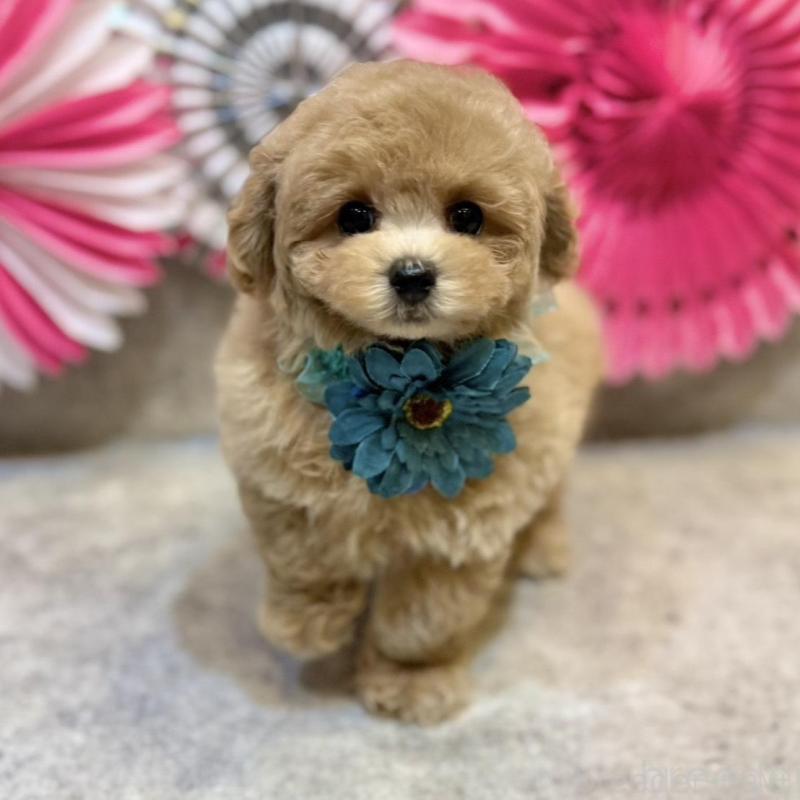 販売中の大阪府のタイニープードル-438563の2枚目