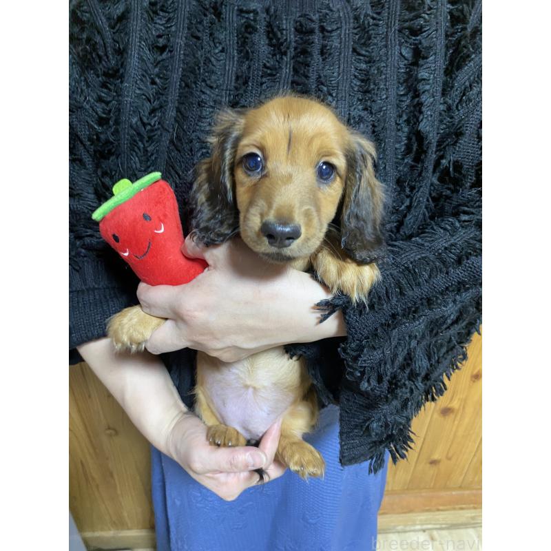 販売中の岐阜県のミニチュアダックスフンド(ロングヘアード)-429177の4枚目