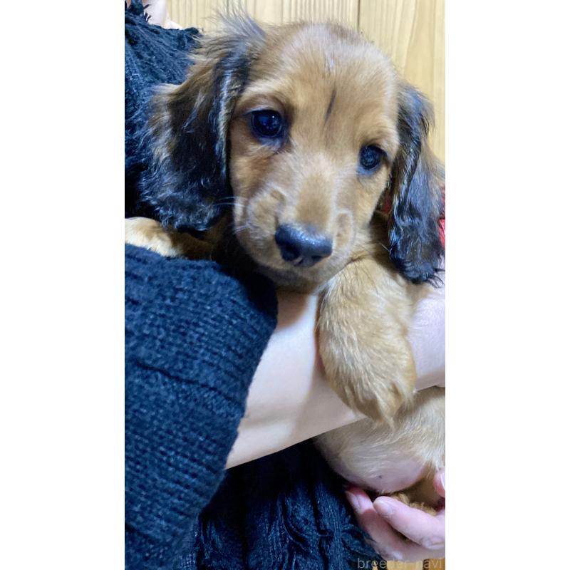 販売中の岐阜県のミニチュアダックスフンド(ロングヘアード)-429177の3枚目