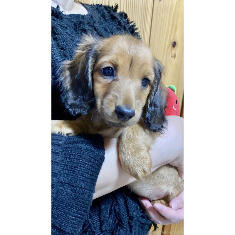 販売中の岐阜県のミニチュアダックスフンド(ロングヘアード)-429177の2枚目