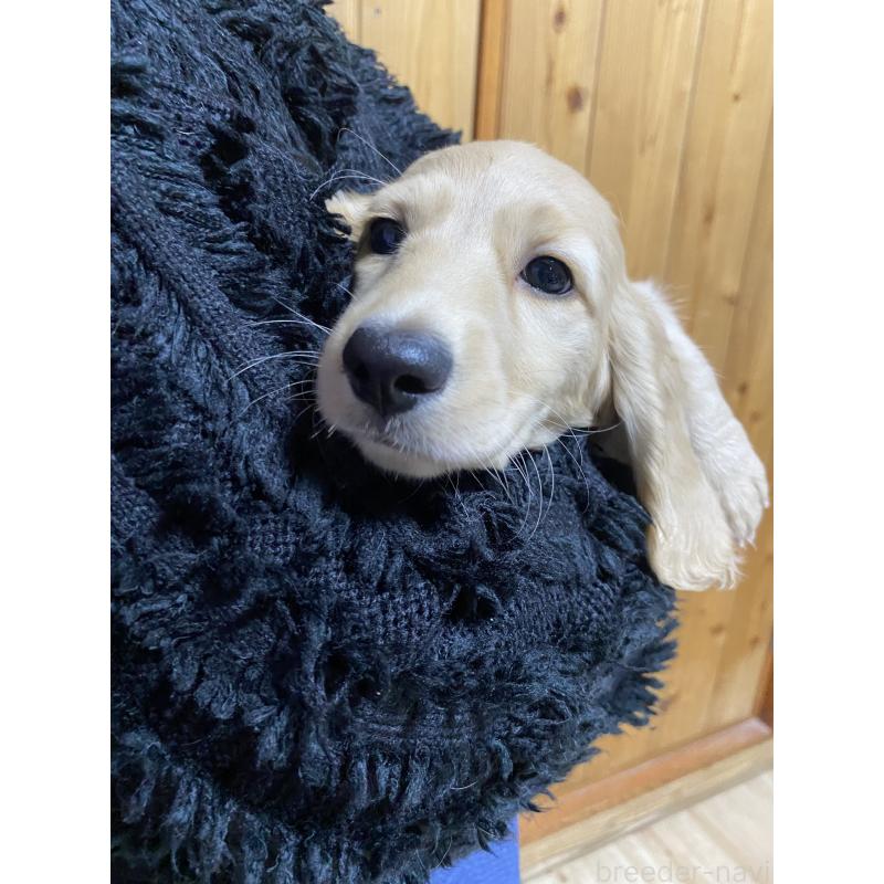 販売中の岐阜県のミニチュアダックスフンド(ロングヘアード)-429427の2枚目