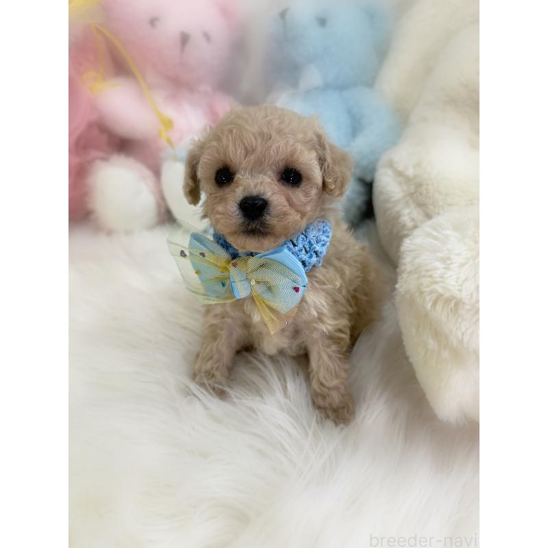 販売中の香川県のタイニープードル-438565の6枚目