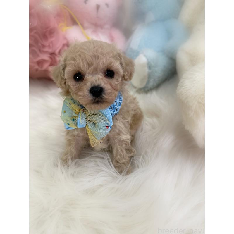 販売中の香川県のタイニープードル-438565の5枚目