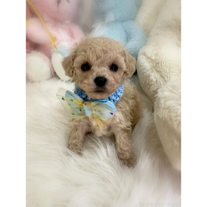 販売中の香川県のタイニープードル-438565の4枚目