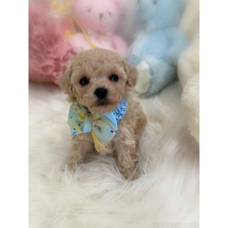 販売中の香川県のタイニープードル-438565の3枚目