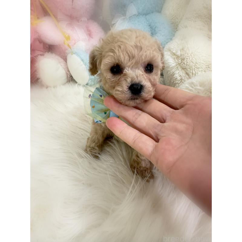 販売中の香川県のタイニープードル-438565の2枚目