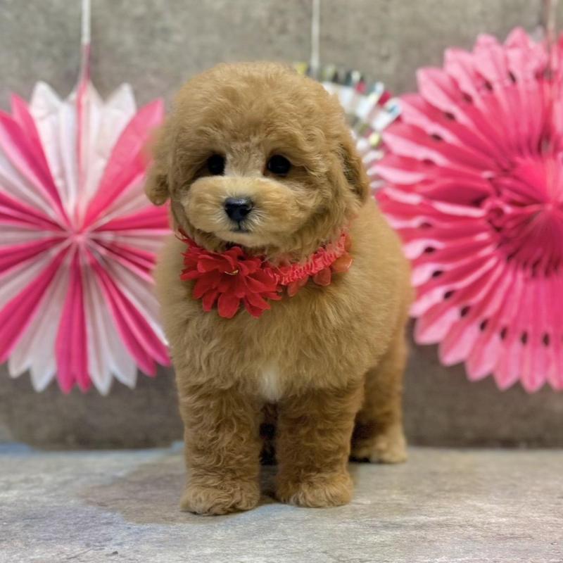 販売中の大阪府のタイニープードル-438566