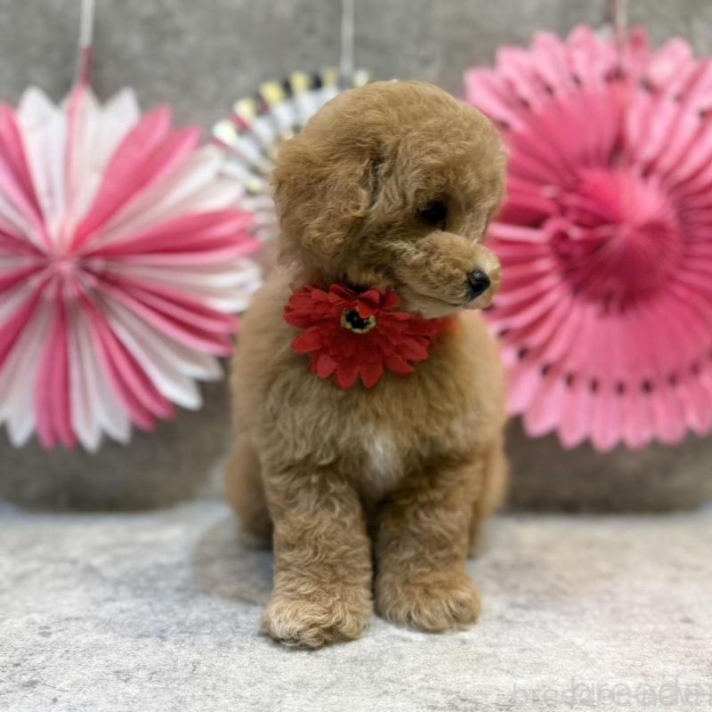 販売中の大阪府のタイニープードル-438566の6枚目